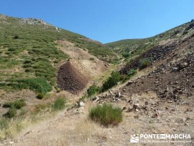 Pinar de Canencia y Mina de Plata del Indiano;cerezos en flor;bosque de irati